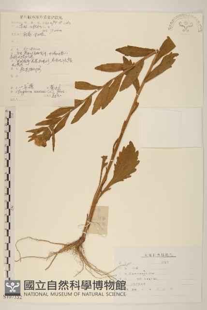 白頂飛蓬藏品圖，第1張