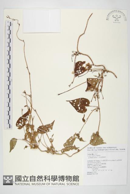 紅花野牽牛藏品圖，第1張