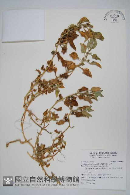 番杏藏品圖，第1張