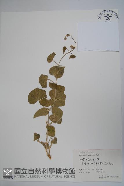 鵝絨藤藏品圖，第1張