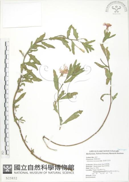 裂葉月見草藏品圖，第1張