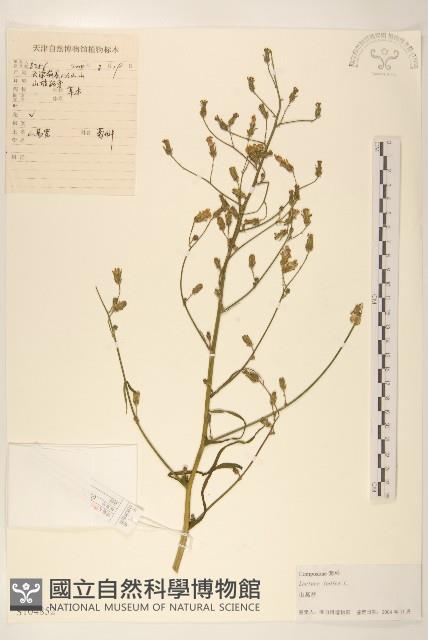 鵝仔草藏品圖，第1張