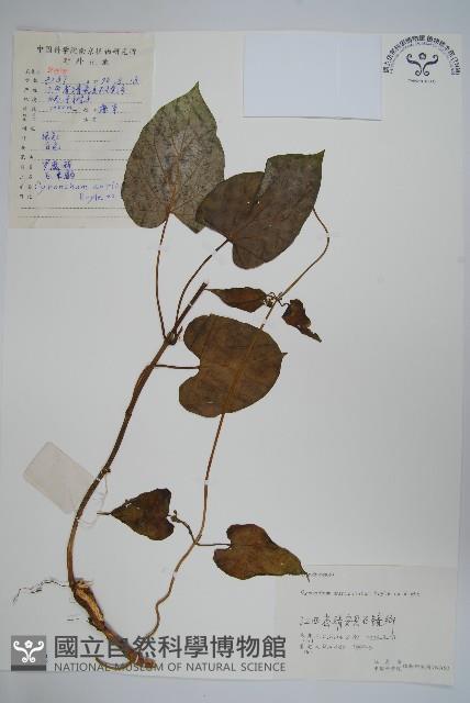 牛皮消藏品圖，第1張