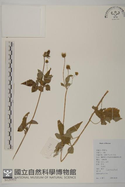 白花鬼針藏品圖，第1張