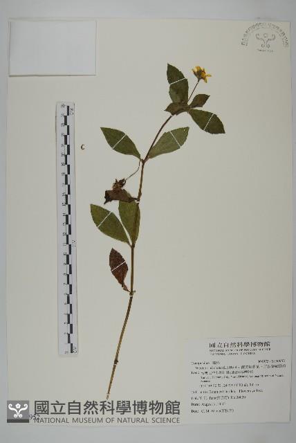 南美蟛蜞菊、三裂葉蟛蜞菊藏品圖，第1張