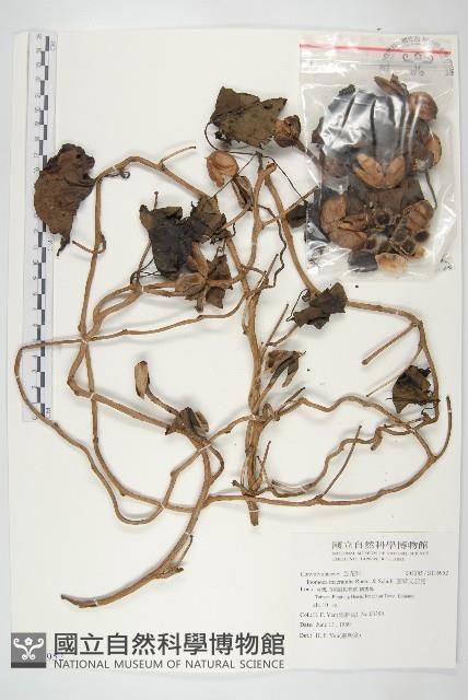 圓萼天茄兒藏品圖，第1張