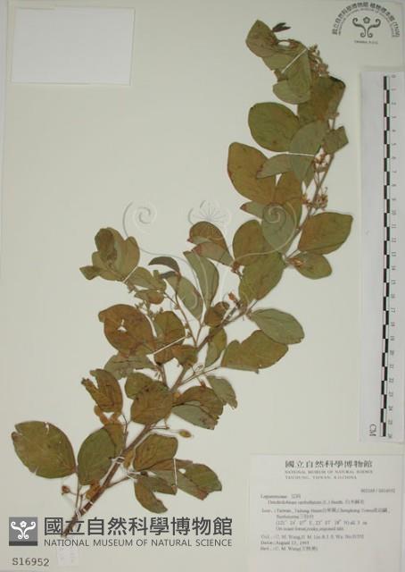 白木蘇花藏品圖，第1張