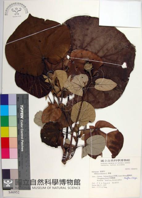 黃槿藏品圖，第1張