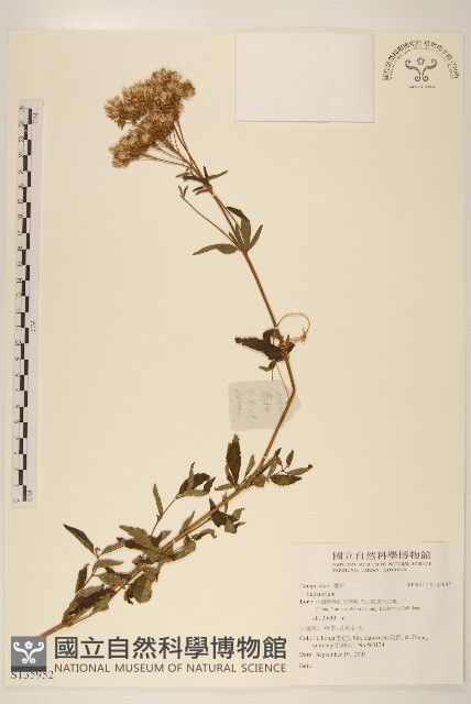 登錄號:S135952藏品圖，第1張