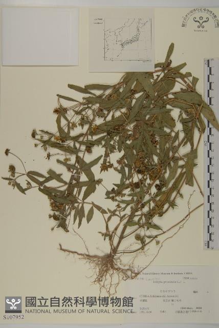 鱧腸藏品圖，第1張