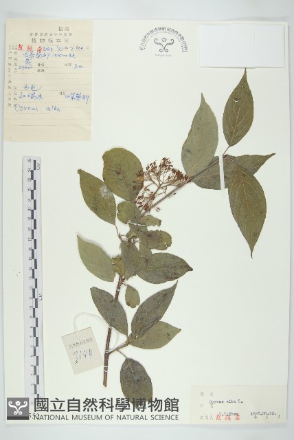 紅瑞木藏品圖，第1張