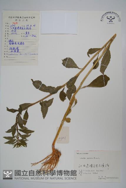 江南山梗菜藏品圖，第1張