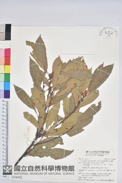 捲斗櫟藏品圖，第1張