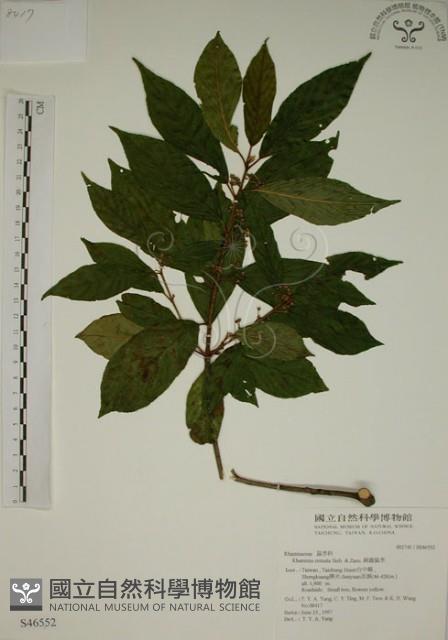 鈍齒鼠李藏品圖，第1張