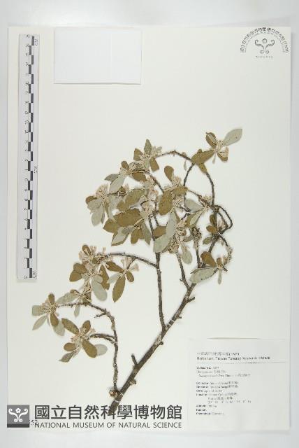 小葉胡頹子藏品圖，第1張