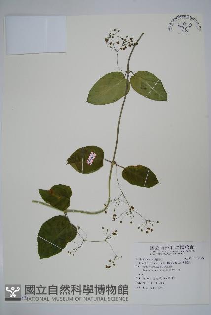 鷗蔓藏品圖，第1張