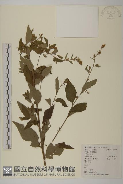 珍珠蒿、奇蒿藏品圖，第1張