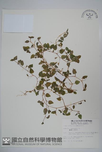 圓葉山梗菜藏品圖，第1張