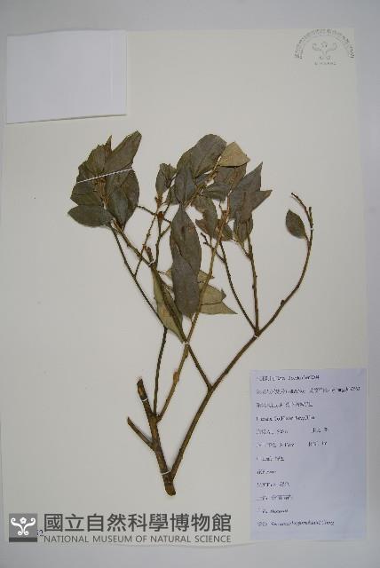 長葉野扇花藏品圖，第1張