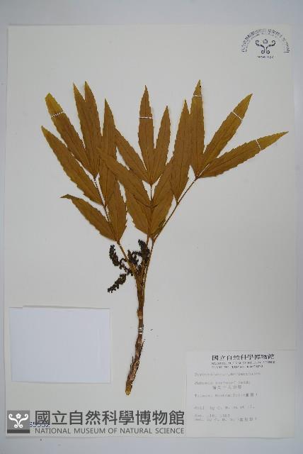 細葉十大功勞藏品圖，第1張