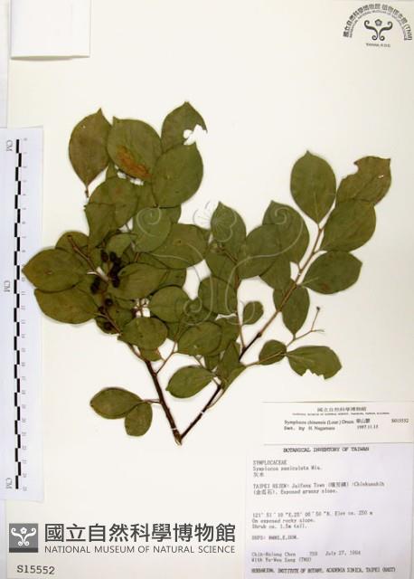 Sapphire berry sweet leaf Collection Image