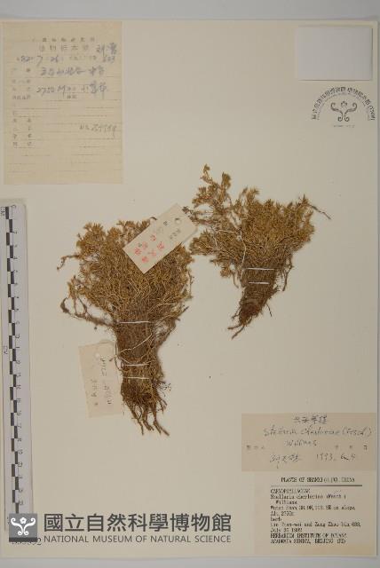 興安繁縷藏品圖，第1張