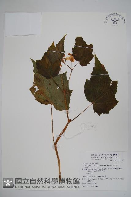 水鴨腳藏品圖，第1張