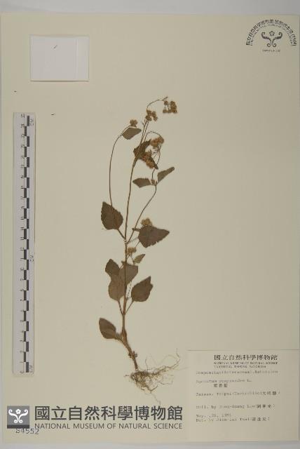 霍香薊藏品圖，第1張