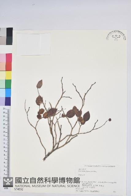 日本扁枝越桔藏品圖，第1張