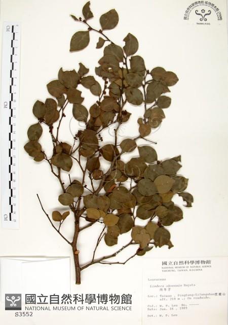 內苳子藏品圖，第1張