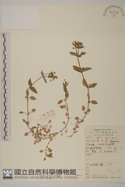 繁縷藏品圖，第1張