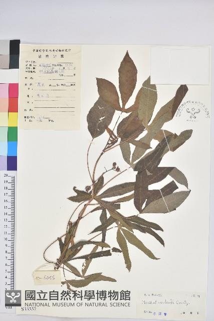 樹薯、木薯藏品圖，第1張