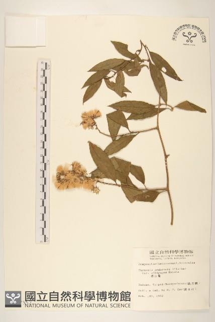 過山龍藏品圖，第1張