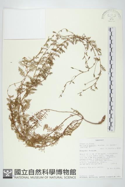 登錄號:S097552藏品圖，第1張