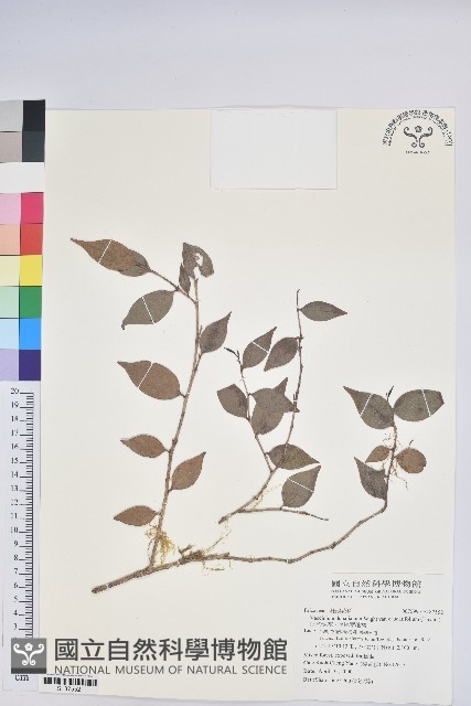 珍珠花、長尾葉越橘藏品圖，第1張
