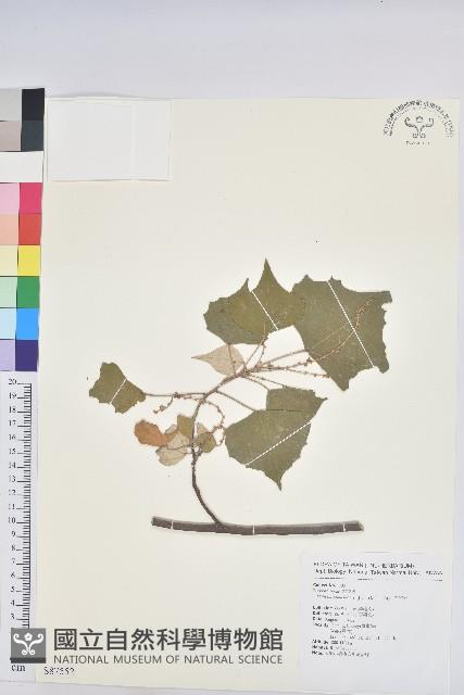 白匏子藏品圖，第1張