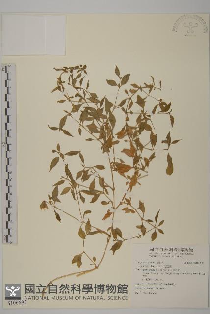 狗筋蔓藏品圖，第1張