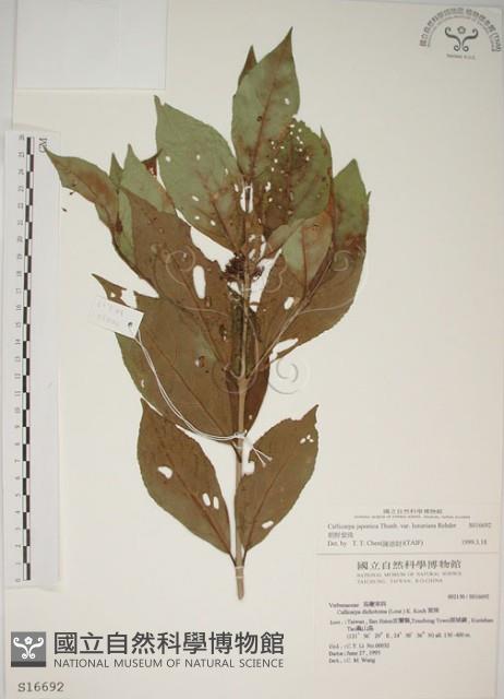 朝鮮紫珠、蘭嶼女兒茶藏品圖，第1張