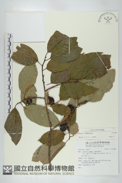 登錄號:S136692藏品圖，第1張