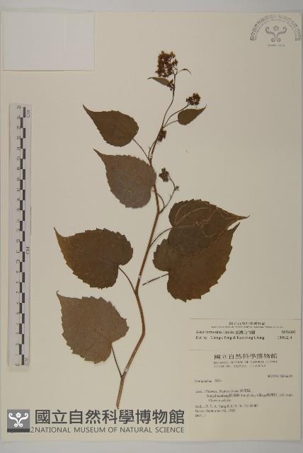 臺灣山白蘭藏品圖，第1張