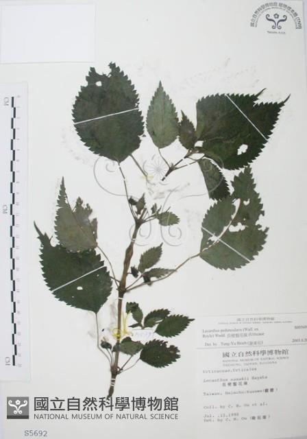 長梗盤花麻藏品圖，第1張