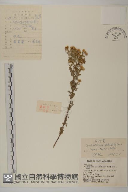 委陵菊藏品圖，第1張