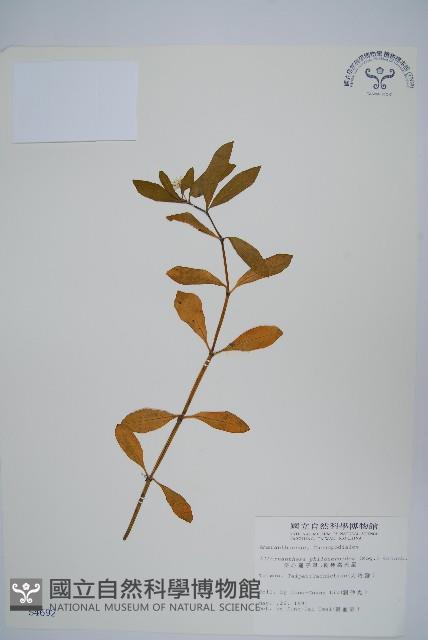 空心蓮子草藏品圖，第1張