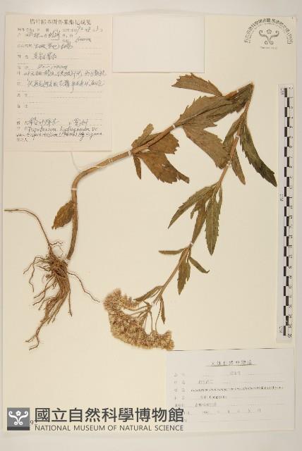 輪葉澤蘭藏品圖，第1張