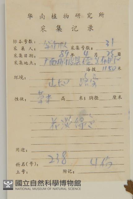 小魚眼草藏品圖，第1張