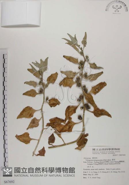 番杏藏品圖，第1張