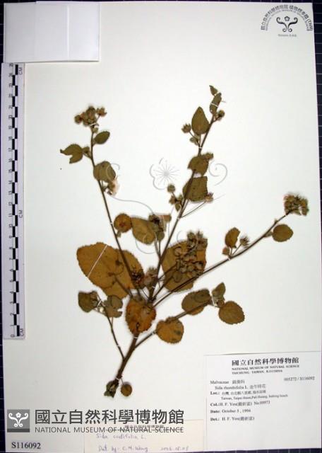 圓葉金午時花藏品圖，第1張