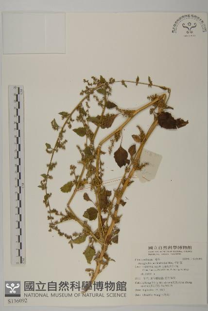 千針莧藏品圖，第1張