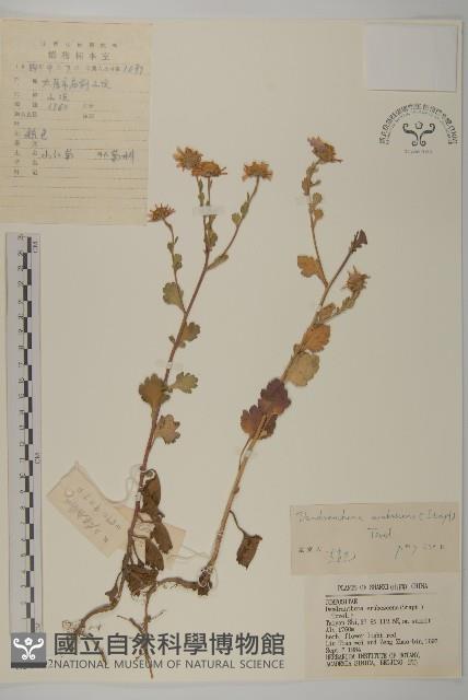 小紅菊藏品圖，第1張