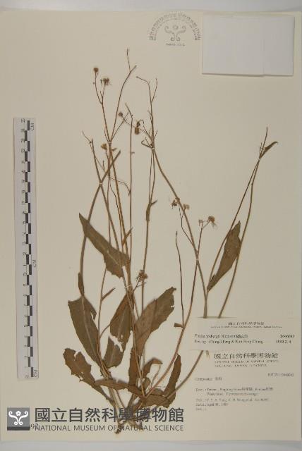 纓絨花藏品圖，第1張